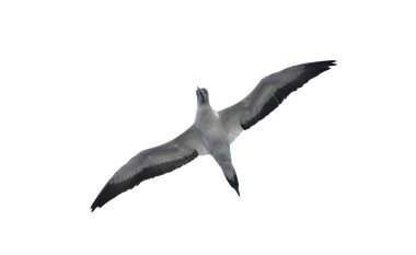 Beyaz arka plan, Alt görünüm izole uçuş Cape gannet. Bilimsel adı: Morus capensis, aslen Sula capensis, gannet familyasından büyük bir deniz kuşu, Sulidae.
