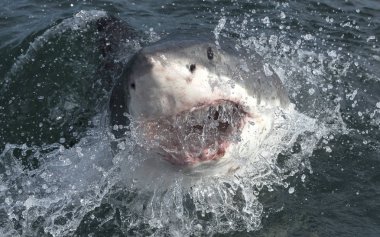 Yüzeyde ağzı açık, sudan çıkmış büyük beyaz köpekbalığı. Bilimsel adı Carcharodon carcharias. Güney Afrika,