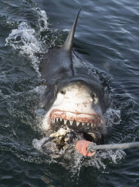 Great white shark with open mouth on the surface out of the water. Scientific name: Carcharodon carcharias. South Africa, clipart