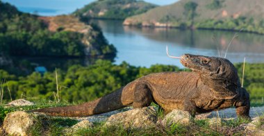 Komodo ejderhası. Bilimsel adı Varanus komodoensis. Doğal ortamda yaşayan en büyük kertenkele. Rinca Adası 'nın manzarası. Endonezya.