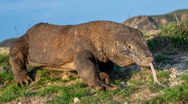 O çatal dilini Komodo dragon (Varanus komodoensis) hava kokla. Dünya yaşam kertenkele doğal ortamlarında içinde en büyük. Ada Rinca. Endonezya.