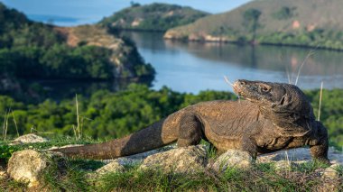 Komodo ejderhası. Bilimsel adı Varanus komodoensis. Doğal ortamda yaşayan en büyük kertenkele. Rinca Adası 'nın manzarası. Endonezya.