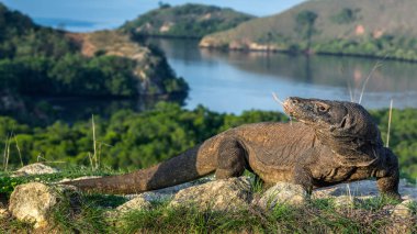 Komodo dragon. Scientific name: Varanus komodoensis. Biggest in the world living lizard in natural habitat.  Landscape of Island Rinca. Indonesia. clipart