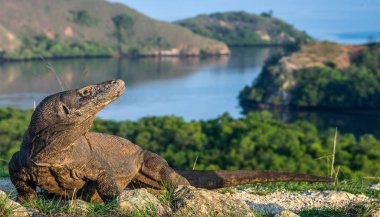 Komodo ejderhası. Bilimsel adı Varanus komodoensis. Doğal ortamda yaşayan en büyük kertenkele. Rinca Adası 'nın manzarası. Endonezya.