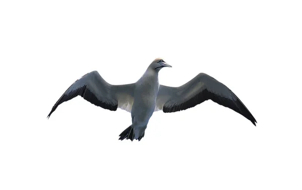 Cape Gannet Flight Isolated White Background Bottom View Scientific Name — Stock Photo, Image