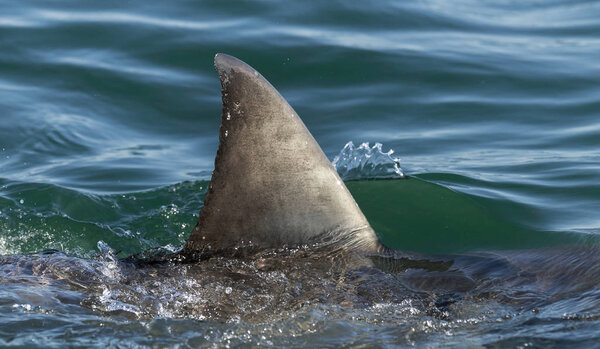 Плавник акулы над водой. Плавник большой белой акулы (Carcharodon carcharias), плавание на поверхности, Южная Африка, Атлантический океан
