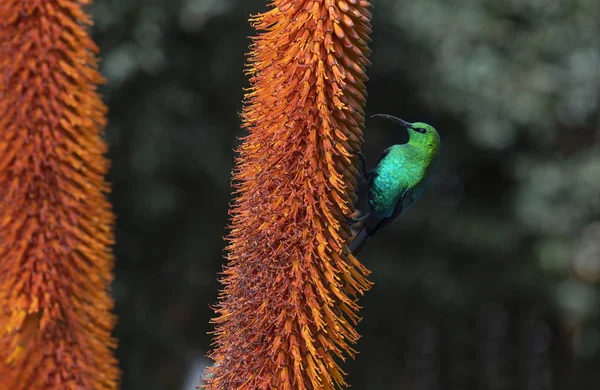 Maschio Piumaggio Riproduttore Malachite Sunbird Che Nutre Fiore Aloe Nome — Foto Stock