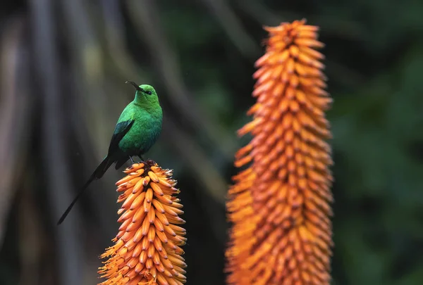 Aloe Çiçeğiyle Beslenen Malachite Sunbird Cinsi Tüylü Bir Erkek Bilimsel — Stok fotoğraf