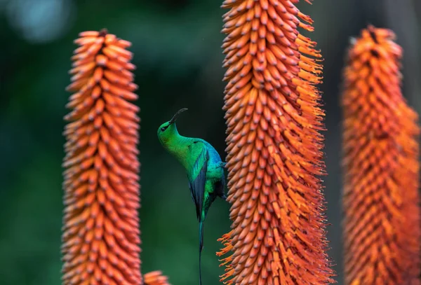 Chovatelský Samec Malachitského Slunečního Ptáka Který Živí Květem Aloe Vědecké — Stock fotografie