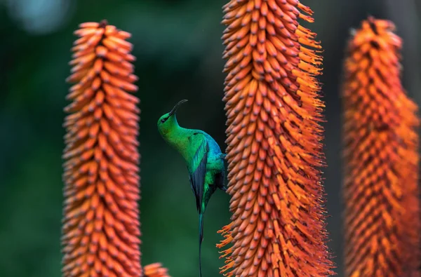 Chovatelský Samec Malachitského Slunečního Ptáka Který Živí Květem Aloe Vědecké — Stock fotografie