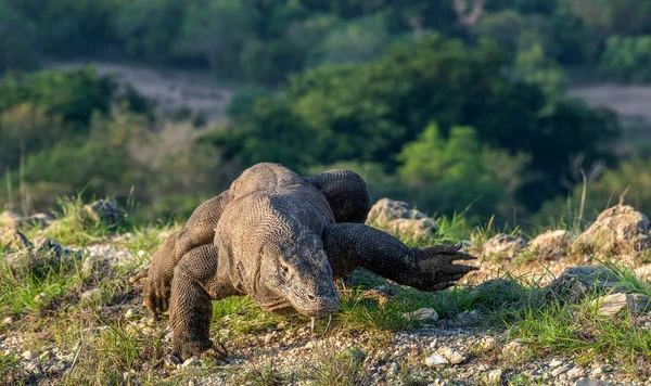 Drago Komodo Che Cammina Nome Scientifico Varanus Komodoensis Habitat Naturale — Foto Stock