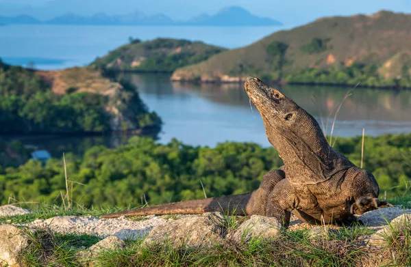 Komodo Dragon Scientific Name Varanus Komodoensis Biggest World Living Lizard — ストック写真