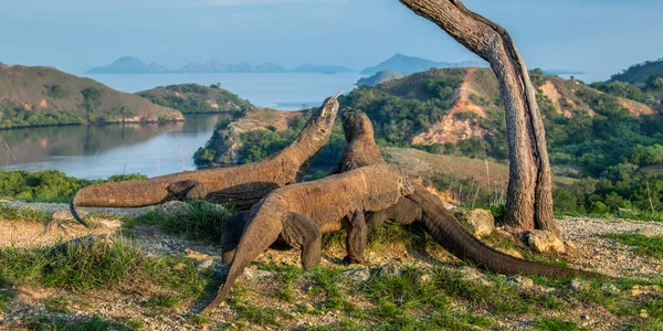 科莫多龙 Varanus Komodoensis 世界上最大的蜥蜴生活在自然栖息地 兰卡岛上的风景 印度尼西亚 — 图库照片