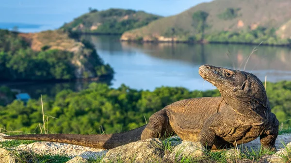 Komodo Naga Nama Ilmiahnya Adalah Varanus Komodoensis Terbesar Dunia Hidup — Stok Foto