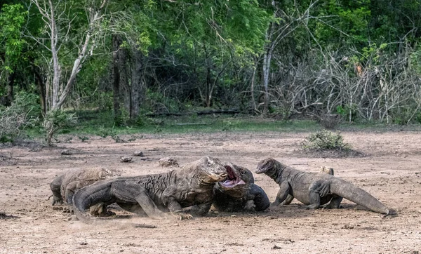 Fight of komodo dragons for prey. The Komodo dragon, scientific name: Varanus komodoensis. Indonesia.