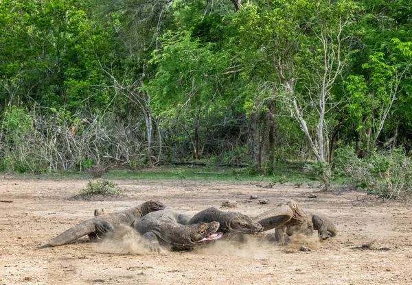 Slagsmål Komodovaraner För Byte Komodovaran Vetenskapliga Namn Varanus Komodoensis Indonesien — Stockfoto