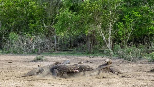 Walka Komodo Dragons Dla Ofiary Komodo Smok Nazwa Naukowa Varanus — Zdjęcie stockowe