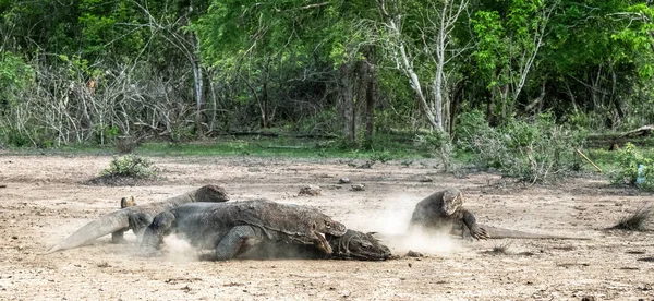 Küzdelem Ragadozó Komodói Sárkányok Komodói Sárkány Tudományos Neve Varanus Komodoensis — Stock Fotó