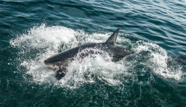 Büyük Beyaz Köpekbalığı suyun yüzeyinde. Bilimsel adı Carcharodon carcharias. Güney Afrika