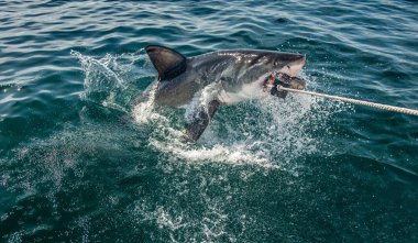 Büyük Beyaz Köpekbalığı sudan çıkar ve yemi yakalar. Bilimsel adı Carcharodon carcharias. Güney Afrika