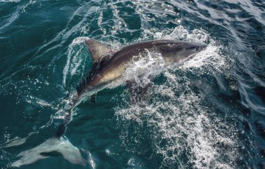 Büyük Beyaz Köpekbalığı suyun yüzeyinde. Bilimsel adı Carcharodon carcharias. Güney Afrika