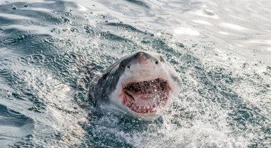 Great white shark with open mouth on the surface out of the water. Scientific name: Carcharodon carcharias.  South Africa, clipart