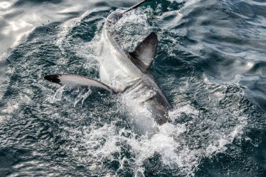 Büyük Beyaz Köpekbalığı suyun yüzeyinde. Bilimsel adı Carcharodon carcharias. Güney Afrika