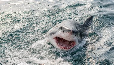 Great white shark with open mouth on the surface out of the water. Scientific name: Carcharodon carcharias.  South Africa, clipart