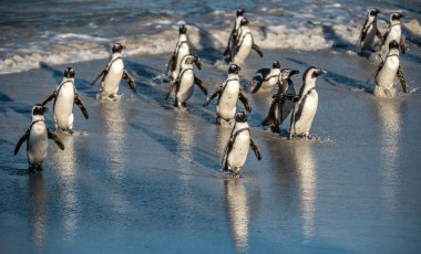 Afrikalı penguenler okyanustan kumlu plaja doğru yürüyorlar. Afrika penguenleri aynı zamanda eşek pengueni olarak da bilinir, siyah ayaklı penguen. Bilimsel adı Spheniscus demersus. Güney Afrika