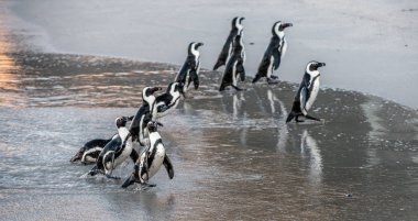 African penguins walk out of the ocean to the sandy beach. African penguin also known as the jackass penguin, black-footed penguin. Scientific name: Spheniscus demersus.  South Africa clipart