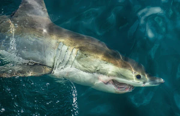 Great White Shark Surface Water Scientific Name Carcharodon Carcharias South — Stock Photo, Image