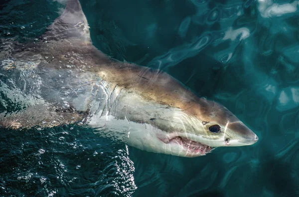 Grande Tubarão Branco Superfície Água Nome Científico Carcharodon Carcharias África — Fotografia de Stock