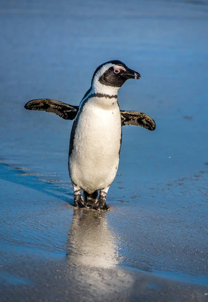 砂浜のアフリカペンギン アフリカのペンギンはまた ジャッカスペンギン 黒足ペンギンとして知られています 科学的な名前 スフェニスカス デメルサス 南アフリカ — ストック写真