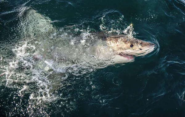 Great White Shark Surface Water Scientific Name Carcharodon Carcharias South — Stock Photo, Image