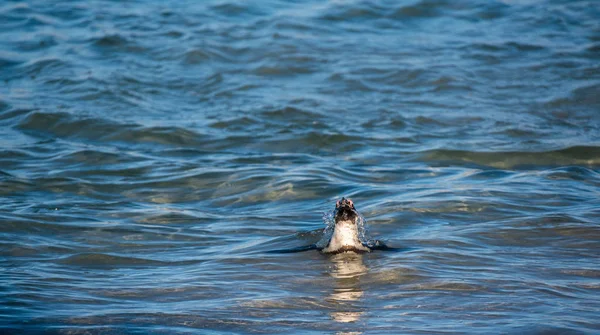 Αφρικανός Πιγκουίνος Κολυμπά Στον Ωκεανό Αφρικανός Πιγκουίνος Επίσης Γνωστός Βλάκας — Φωτογραφία Αρχείου