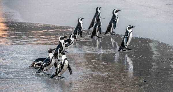 African penguins walk out of the ocean to the sandy beach. African penguin also known as the jackass penguin, black-footed penguin. Scientific name: Spheniscus demersus.  South Africa