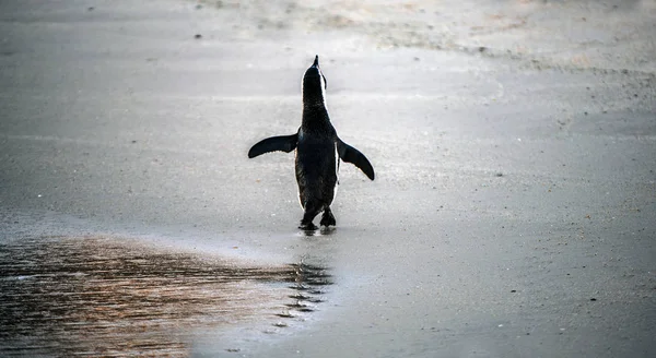 African penguin swiming in the ocean. African penguin also known as the jackass penguin, black-footed penguin. Scientific name: Spheniscus demersus.  South Africa