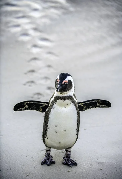 Pingouin Africain Sur Plage Sable Fin Pingouin Africain Également Connu — Photo