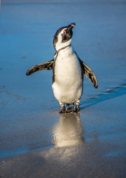 Afrikansk Pingvin Sandstranden African Penguin Även Känd Som Jackass Penguin — Stockfoto