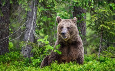 Yaz ormanında kahverengi ayı. Yeşil orman doğal arka plan. Bilimsel adı: Ursus arctos. Doğal yaşam alanı.
