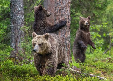 Anne Dişi Ayı ve yavruları yaz ormanlarında. Boz Ayı 'nın ailesi. Bilimsel adı Ursus Arctos. Doğal yaşam alanı.