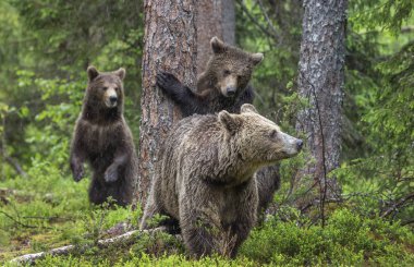 Anne Dişi Ayı ve yavruları yaz ormanlarında. Boz Ayı 'nın ailesi. Bilimsel adı Ursus Arctos. Doğal yaşam alanı.