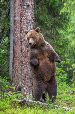 Kahverengi ayı dişi bir yaz ormanında bir ağacın yanında arka ayakları üzerinde duruyor. Bilimsel adı: Ursus Arctos (Kahverengi Ayı). Yeşil doğal arka plan. Doğal yaşam alanı.