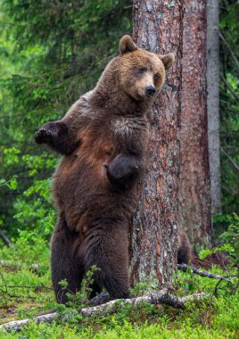 Kahverengi ayı dişi bir yaz ormanında bir ağacın yanında arka ayakları üzerinde duruyor. Bilimsel adı: Ursus Arctos (Kahverengi Ayı). Yeşil doğal arka plan. Doğal yaşam alanı.