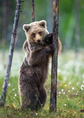 Kahverengi ayı yavrusu arka ayakları üzerinde durur yaz ormanındaki bir çam ağacının yanında bataklıkta beyaz çiçeklerin arasında. Bilimsel adı Ursus Arctos. Yeşil doğal arka plan. Doğal yaşam alanı, yaz mevsimi.