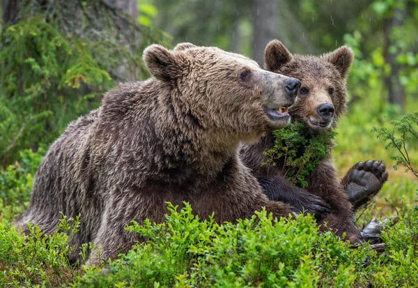 Ursa Cria Floresta Pinheiros Verão Família Urso Castanho Nome Científico — Fotografia de Stock