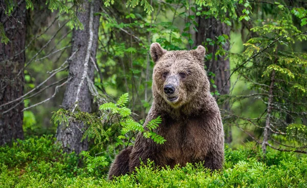 Braunbär Sommerwald Grünen Wald Natürlichen Hintergrund Wissenschaftlicher Name Ursus Arctos — Stockfoto