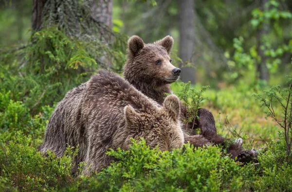 Ursa Cria Floresta Pinheiros Verão Família Urso Castanho Nome Científico — Fotografia de Stock