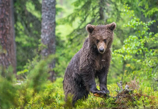 Cub Brown Bear Het Zomerwoud Groene Natuurlijke Achtergrond Natuurlijke Habitat — Stockfoto