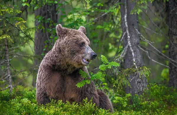 Бурий Ведмідь Літньому Лісі Зелений Ліс Природного Фону Наукова Назва — стокове фото